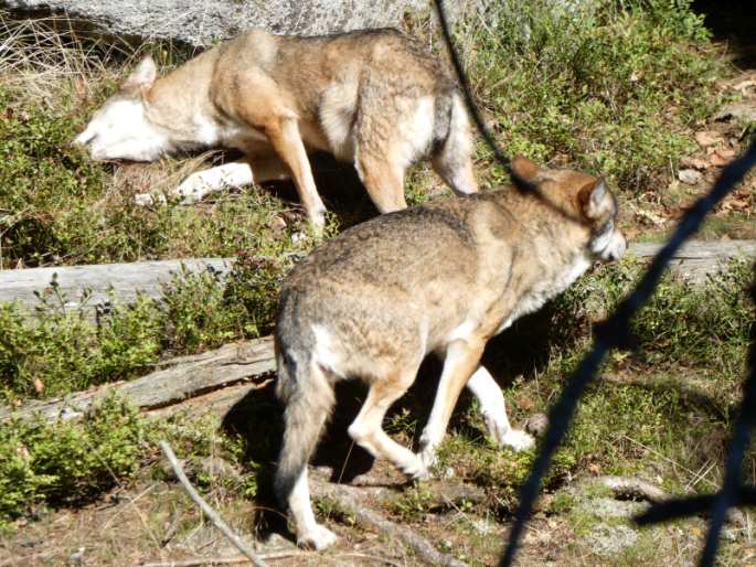 Canis lupus, vlk obecný