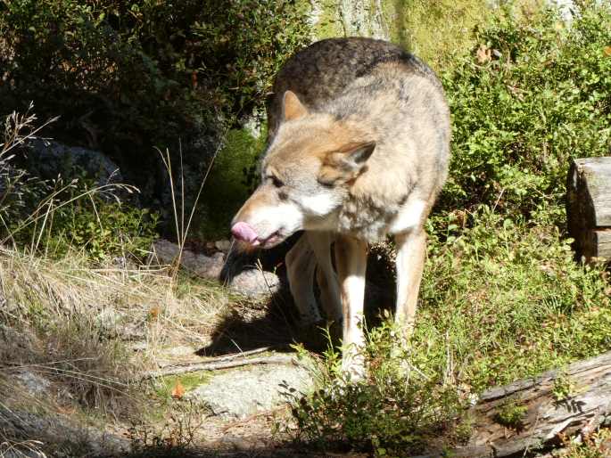 Canis lupus, vlk obecný