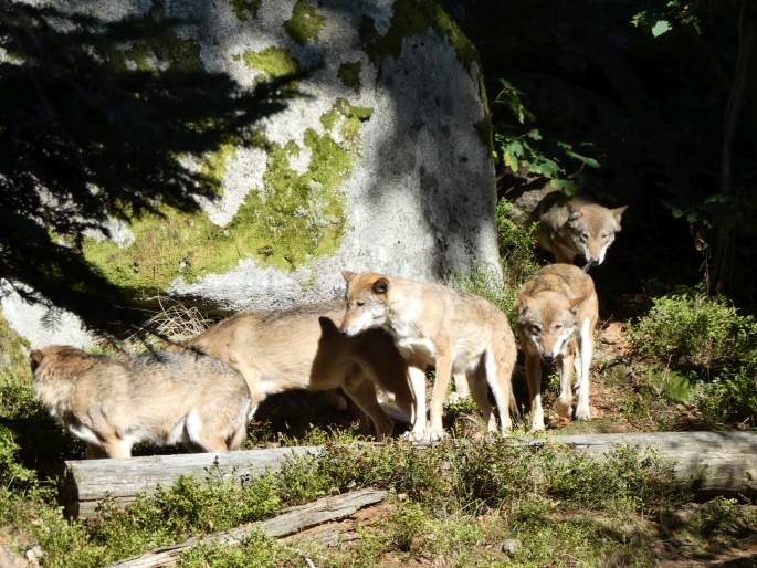 Canis lupus, vlk obecný