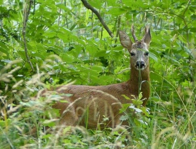 Capreolus capreolus, srnec obecný