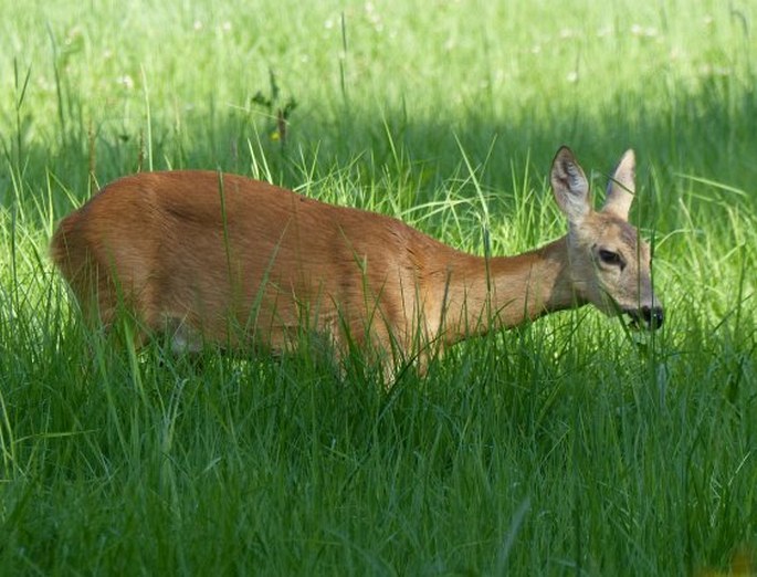 Capreolus capreolus, srnec obecný