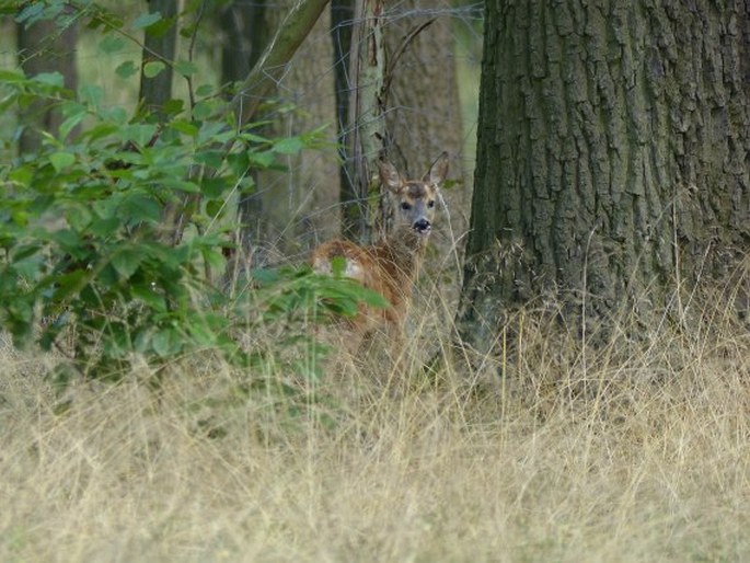 Capreolus capreolus, srnec obecný