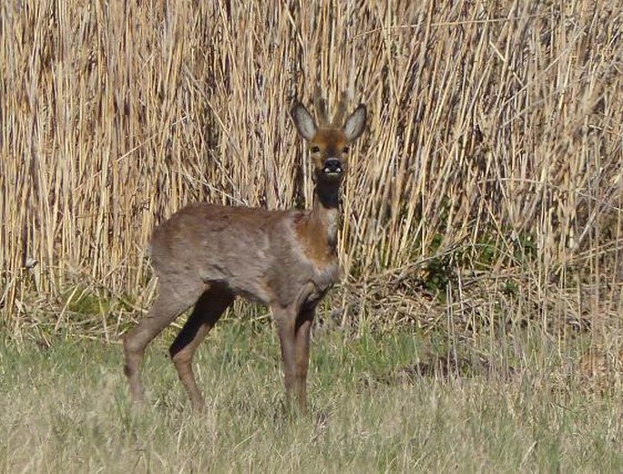 Capreolus capreolus, srnec obecný