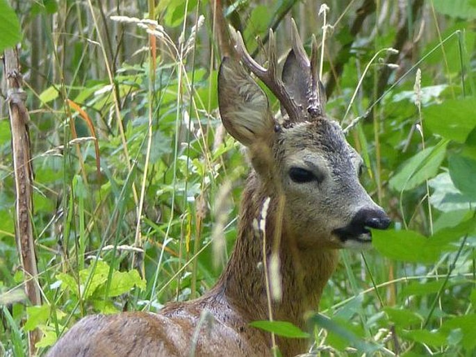 Capreolus capreolus, srnec obecný