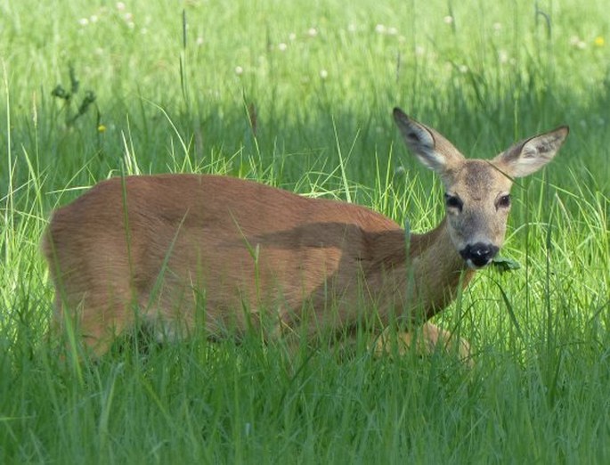 Capreolus capreolus, srnec obecný