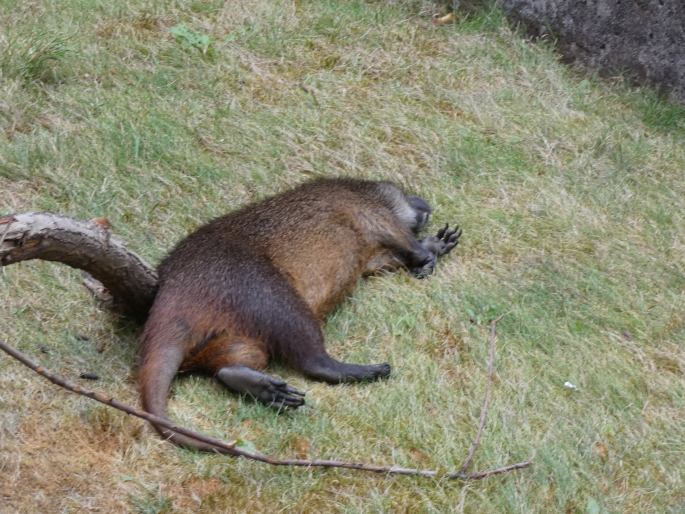 Capromys pilorides, hutia-konga