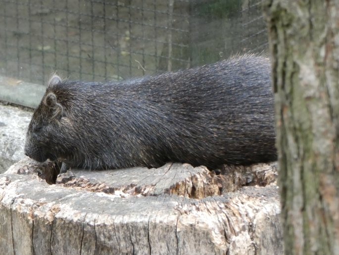 Capromys pilorides, hutia-konga