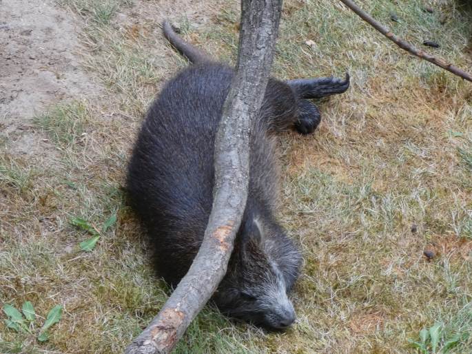 Capromys pilorides, hutia-konga