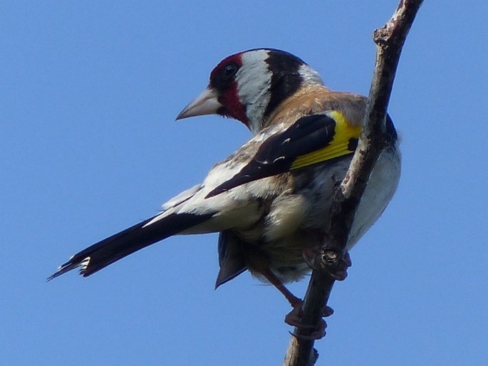 Carduelis carduelis