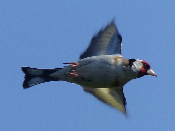 Carduelis carduelis