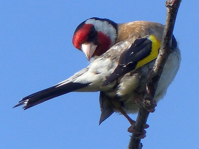 Carduelis carduelis