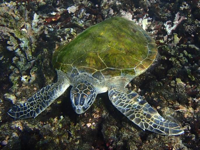 Chelonia mydas, kareta obrovská