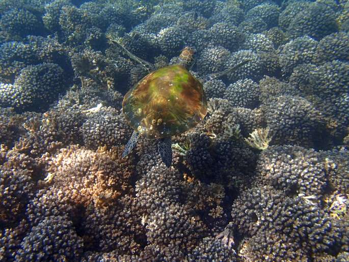 Chelonia mydas, kareta obrovská