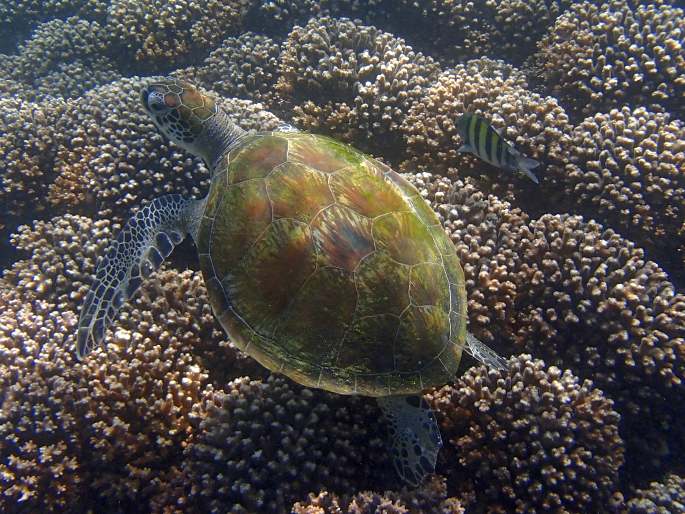 Chelonia mydas, kareta obrovská