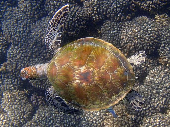 Chelonia mydas, kareta obrovská