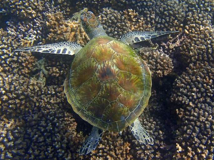 Chelonia mydas, kareta obrovská