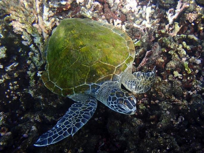 Chelonia mydas, kareta obrovská