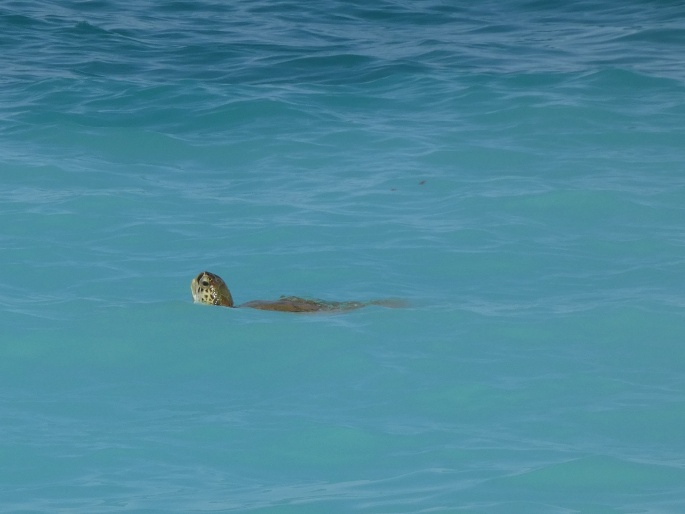 Chelonia mydas, kareta obrovská