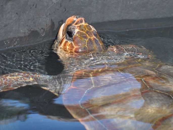 Caretta caretta, kareta obecná