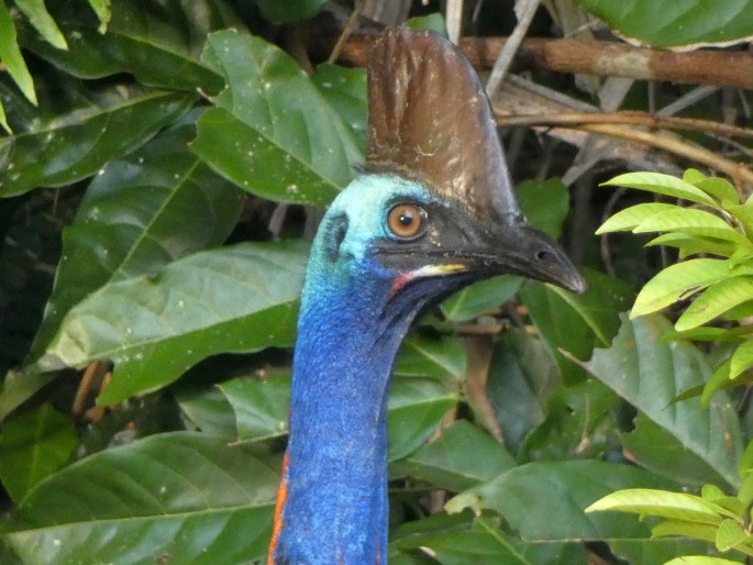 Casuarius casuarius, kasuár přílbový