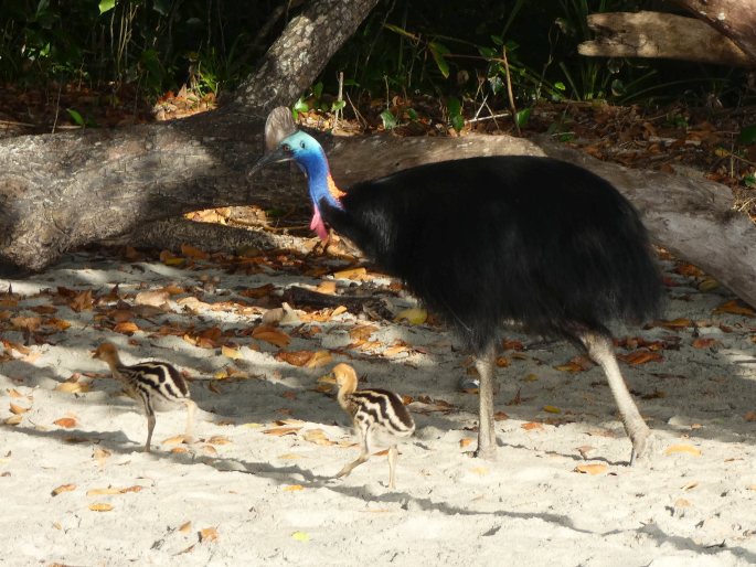 Casuarius casuarius, kasuár přílbový