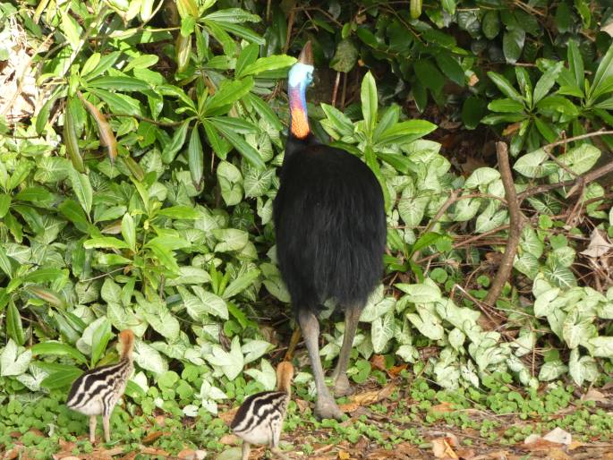 Casuarius casuarius, kasuár přílbový