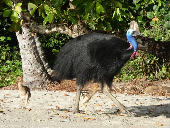 Casuarius casuarius, kasuár přílbový