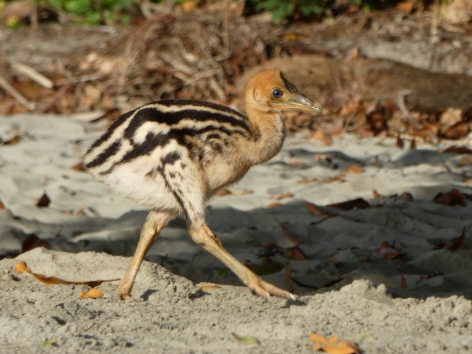 Casuarius casuarius, kasuár přílbový