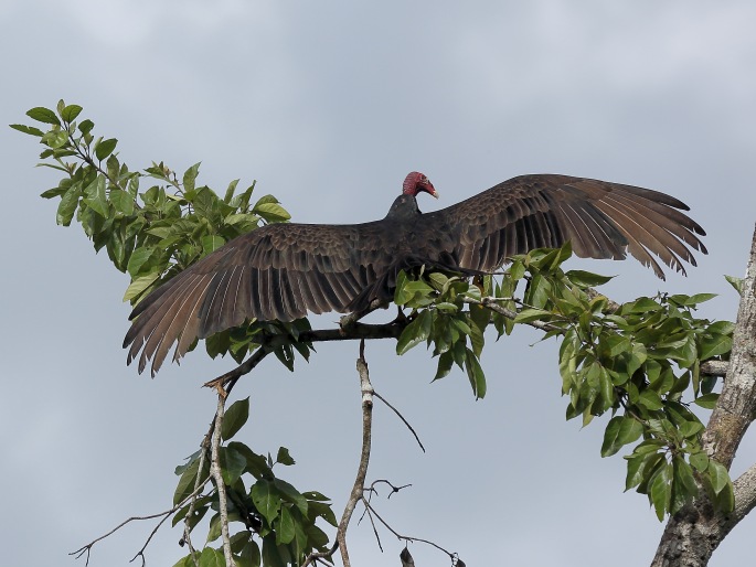 Cathartes aura, kondor krocanovitý