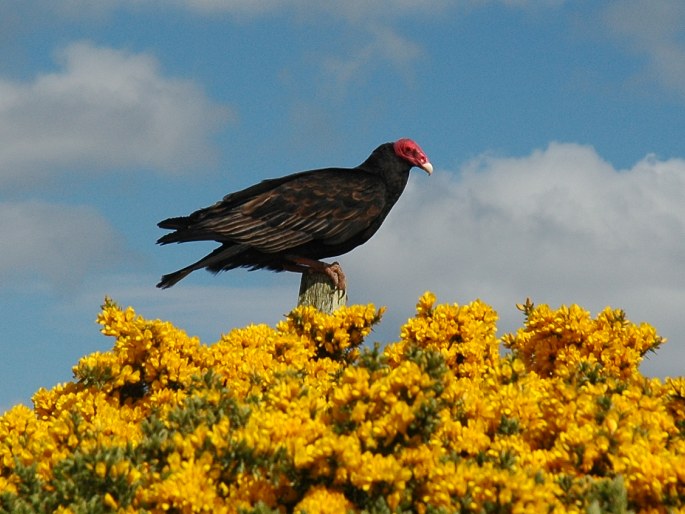 Cathartes aura, kondor krocanovitý