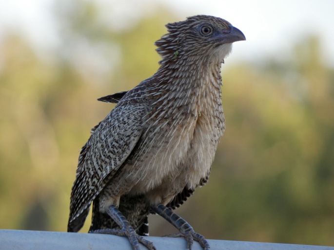 Centropus phasianinus, kukačka bažantí