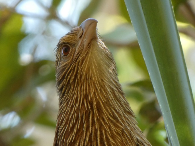 Centropus phasianinus, kukačka bažantí