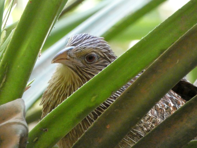 Centropus phasianinus, kukačka bažantí