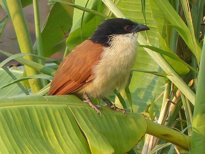 Centropus senegalensis, kukačka senegalská