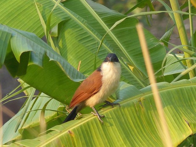 Centropus senegalensis, kukačka senegalská