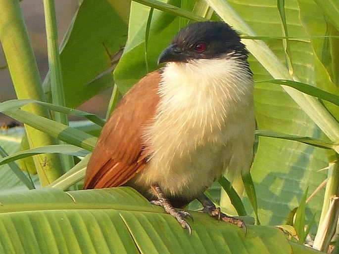 Centropus senegalensis, kukačka senegalská