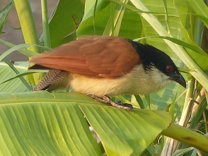 Centropus senegalensis, kukačka senegalská