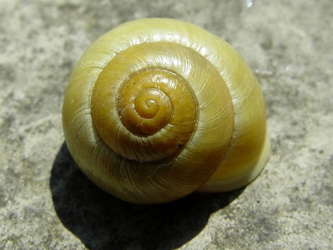 Cepaea hortensis, páskovka keřová