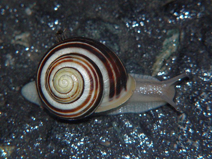 Cepaea hortensis, páskovka keřová