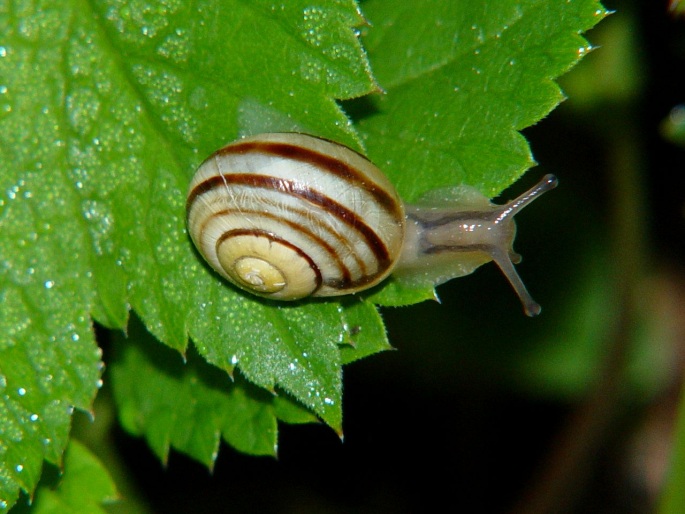 Cepaea hortensis, páskovka keřová