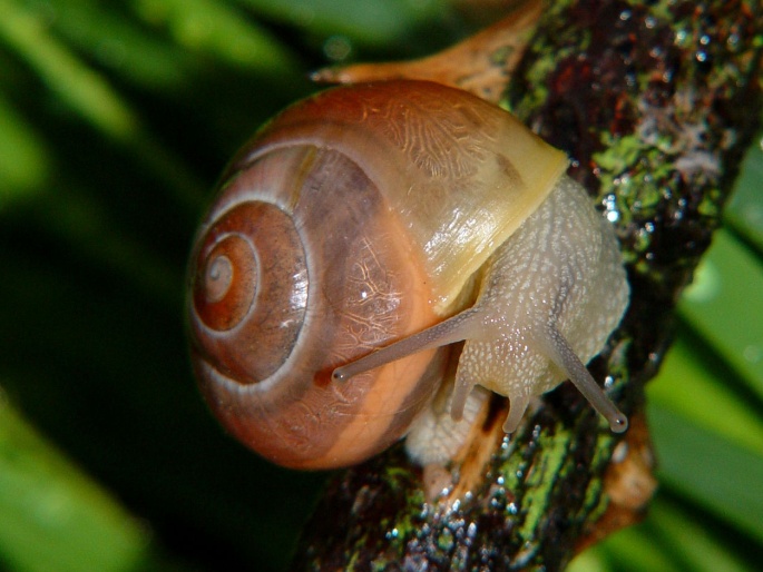 Cepaea hortensis, páskovka keřová