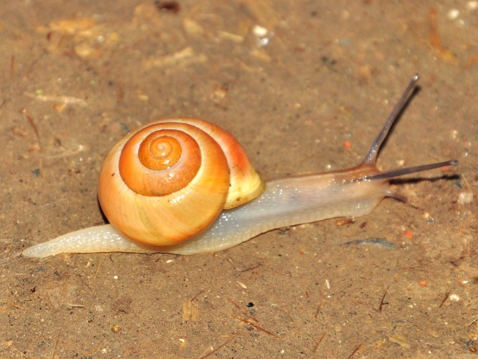 Cepaea hortensis, páskovka keřová