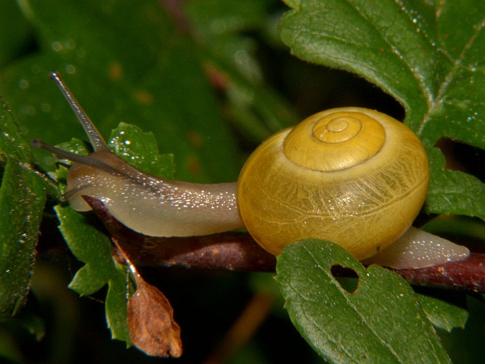 Cepaea hortensis, páskovka keřová