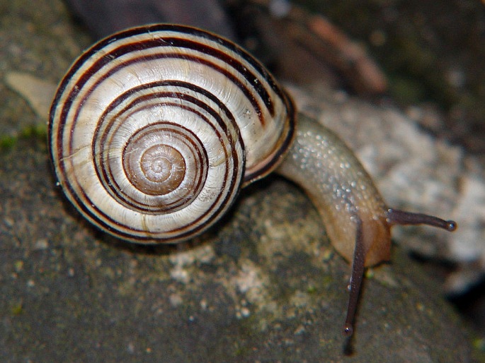 Cepaea nemoralis, páskovka hajní