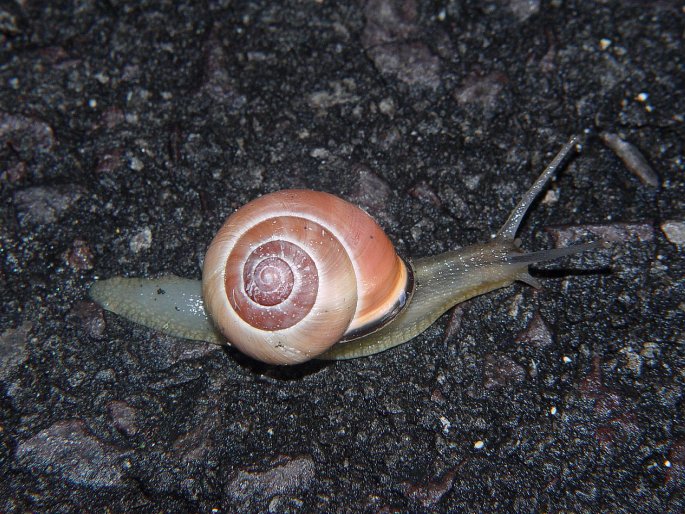 Cepaea nemoralis, páskovka hajní