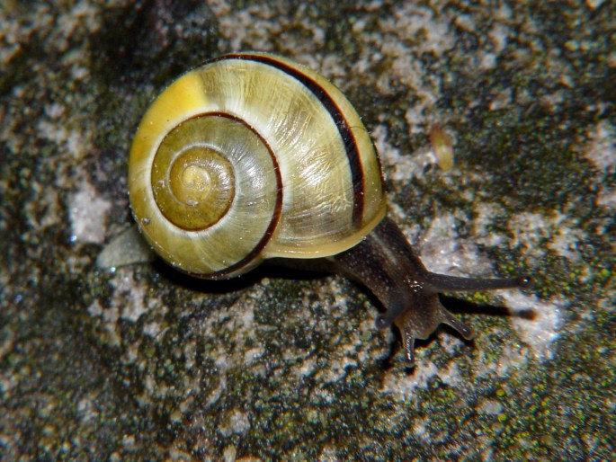 Cepaea nemoralis, páskovka hajní