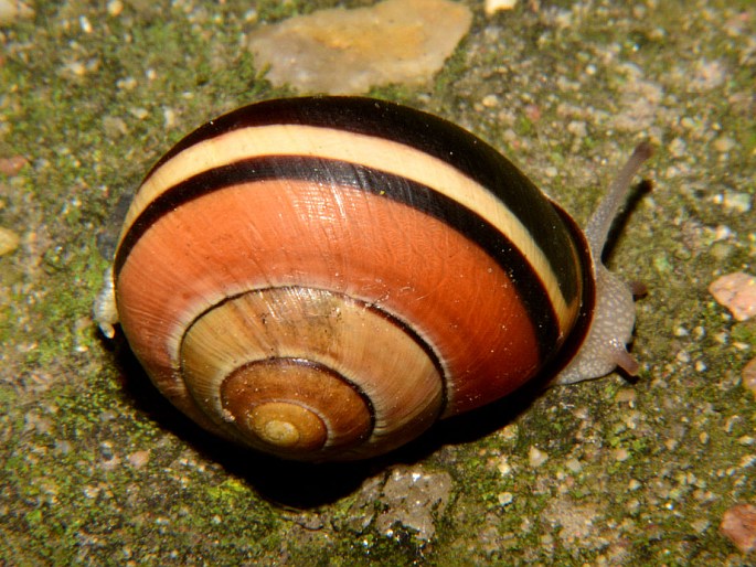 Cepaea nemoralis, páskovka hajní