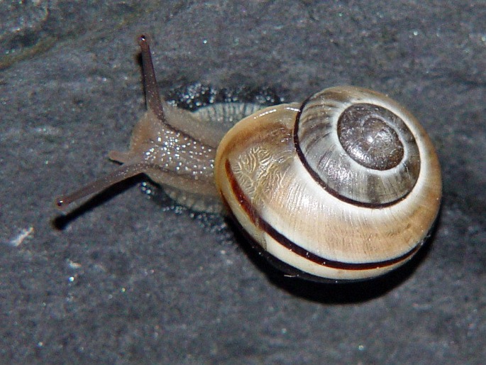 Cepaea nemoralis, páskovka hajní