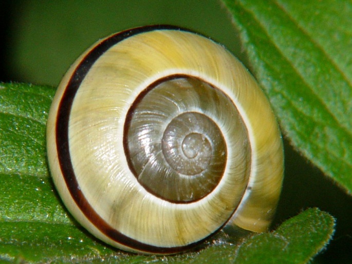 Cepaea nemoralis, páskovka hajní