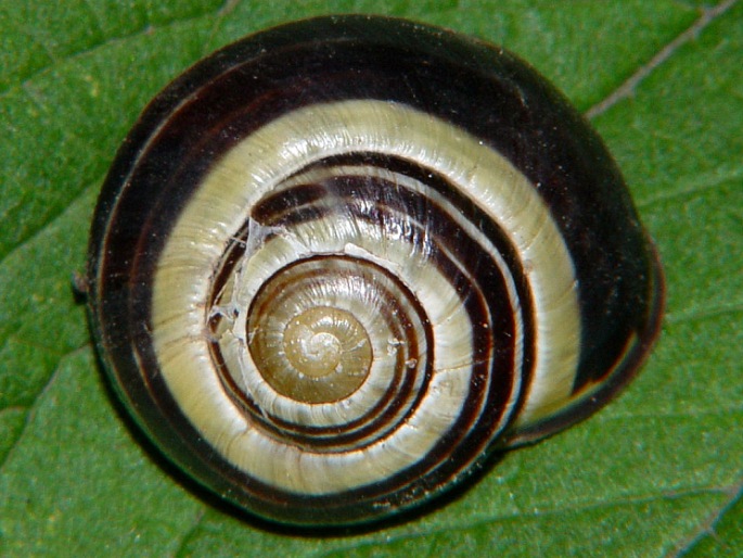 Cepaea nemoralis, páskovka hajní